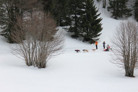 Course de chiens de traineau La Pesse 2013, IMG_1826  Copier 