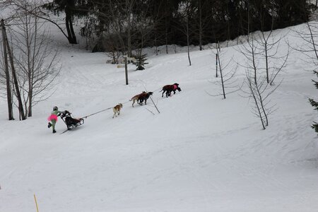 Course de chiens de traineau La Pesse 2013, IMG_1835  Copier 