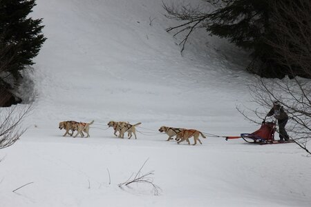 Course de chiens de traineau La Pesse 2013, IMG_1839  Copier 