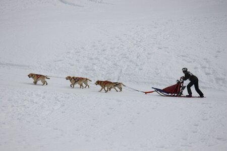 Course de chiens de traineau La Pesse 2013, IMG_1842  Copier 