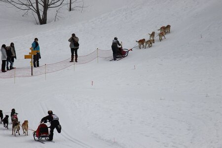 Course de chiens de traineau La Pesse 2013, IMG_1852  Copier 