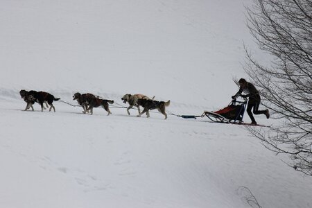 Course de chiens de traineau La Pesse 2013, IMG_1875  Copier 