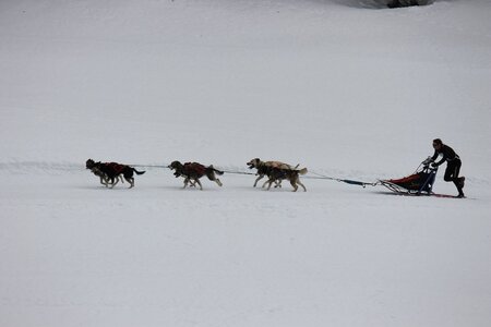 Course de chiens de traineau La Pesse 2013, IMG_1876  Copier 