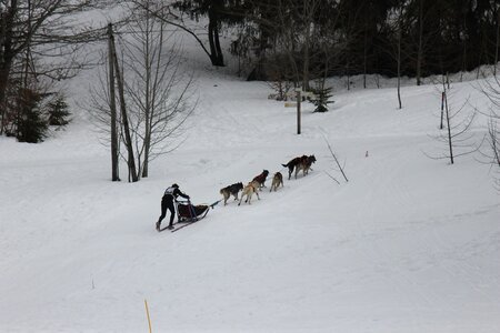 Course de chiens de traineau La Pesse 2013, IMG_1880  Copier 