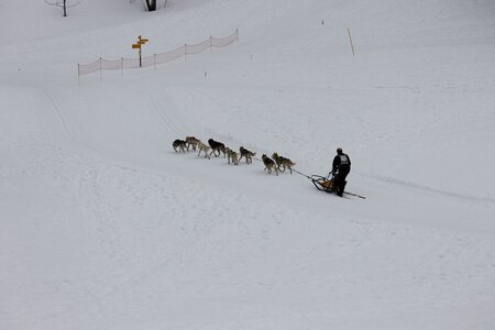 Course de chiens de traineau La Pesse 2013, IMG_1892  Copier 