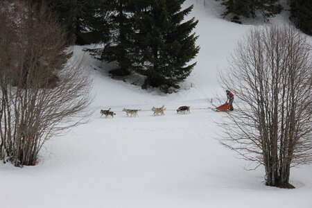Course de chiens de traineau La Pesse 2013, IMG_1909  Copier 