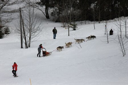 Course de chiens de traineau La Pesse 2013, IMG_1920  Copier 
