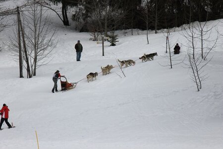 Course de chiens de traineau La Pesse 2013, IMG_1921  Copier 