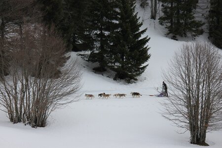 Course de chiens de traineau La Pesse 2013, IMG_1924  Copier 