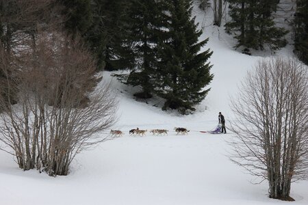 Course de chiens de traineau La Pesse 2013, IMG_1925  Copier 