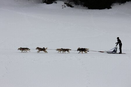 Course de chiens de traineau La Pesse 2013, IMG_1929  Copier 