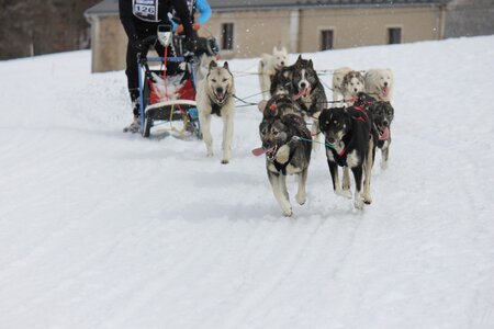 Course de chiens de traineau La Pesse 2013, IMG_1950  Copier 