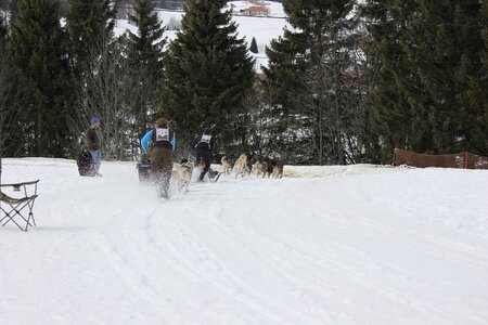 Course de chiens de traineau La Pesse 2013, IMG_1958  Copier 