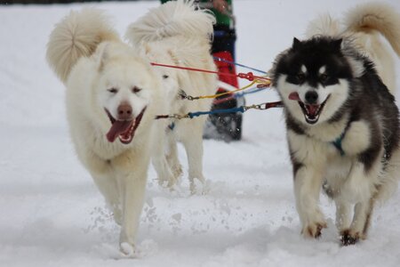 Course de chiens de traineau La Pesse 2013, IMG_1966  Copier 