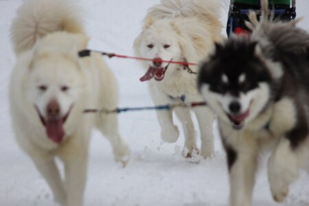 Course de chiens de traineau La Pesse 2013, IMG_1967  Copier 