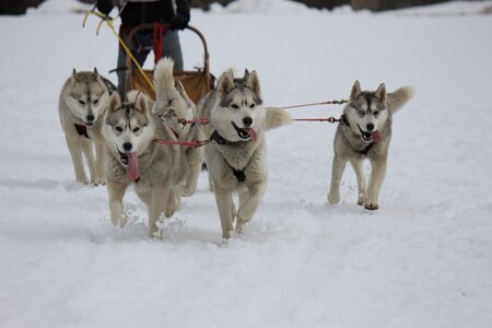 Course de chiens de traineau La Pesse 2013, IMG_1976  Copier 