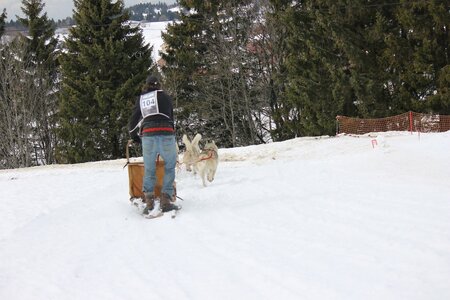 Course de chiens de traineau La Pesse 2013, IMG_1990  Copier 