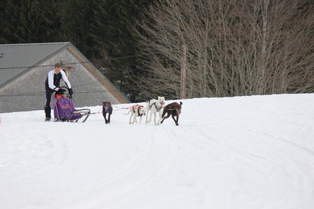 Course de chiens de traineau La Pesse 2013, IMG_1997  Copier 