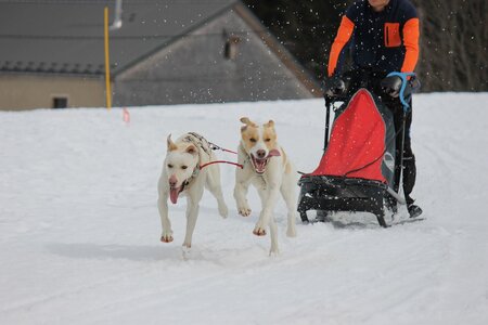 Course de chiens de traineau La Pesse 2013, IMG_1999  Copier 