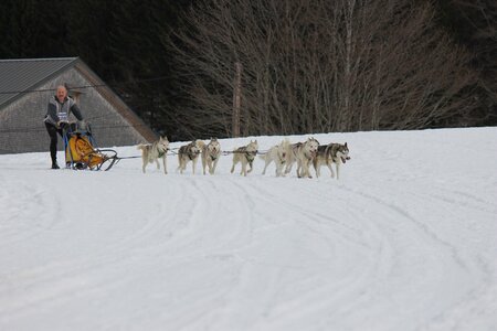 Course de chiens de traineau La Pesse 2013, IMG_2001  Copier 