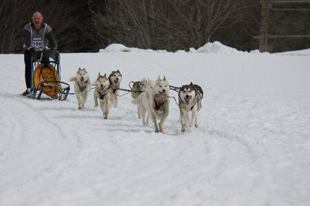 Course de chiens de traineau La Pesse 2013, IMG_2003  Copier 