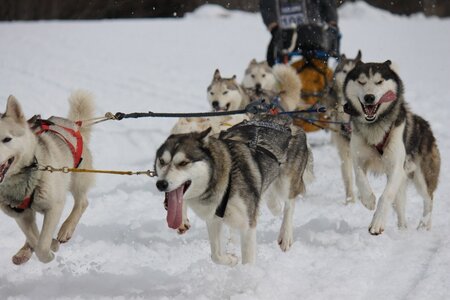 Course de chiens de traineau La Pesse 2013, IMG_2006  Copier 