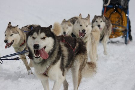 Course de chiens de traineau La Pesse 2013, IMG_2008  Copier 