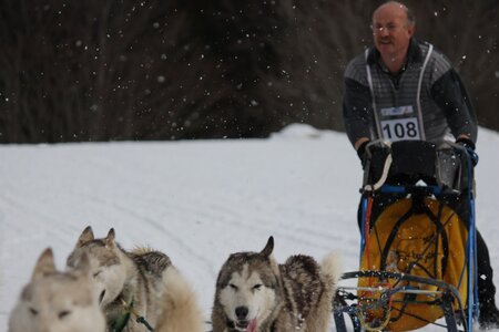 Course de chiens de traineau La Pesse 2013, IMG_2009  Copier 