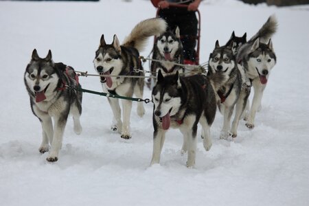 Course de chiens de traineau La Pesse 2013, IMG_2014  Copier 