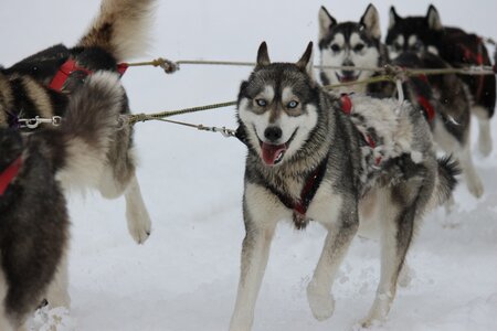 Course de chiens de traineau La Pesse 2013, IMG_2016  Copier 