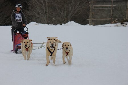 Course de chiens de traineau La Pesse 2013, IMG_2026  Copier 