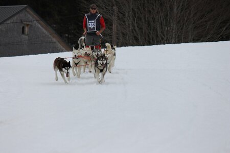 Course de chiens de traineau La Pesse 2013, IMG_2033  Copier 
