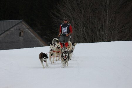 Course de chiens de traineau La Pesse 2013, IMG_2034  Copier 