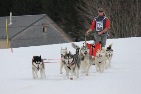 Course de chiens de traineau La Pesse 2013, IMG_2036  Copier 