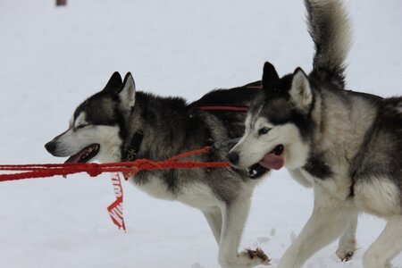 Course de chiens de traineau La Pesse 2013, IMG_2042  Copier 