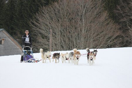 Course de chiens de traineau La Pesse 2013, IMG_2047  Copier 