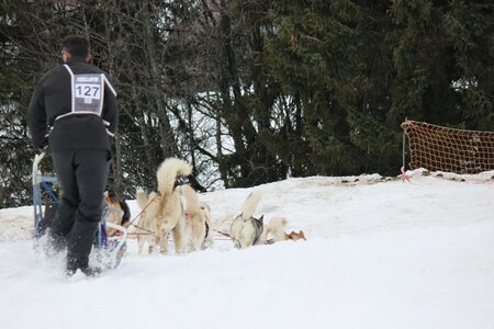 Course de chiens de traineau La Pesse 2013, IMG_2057  Copier 