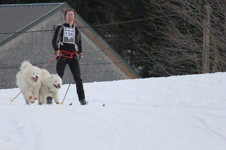 Course de chiens de traineau La Pesse 2013, IMG_2086  Copier 