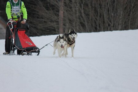 Course de chiens de traineau La Pesse 2013, IMG_2097  Copier 