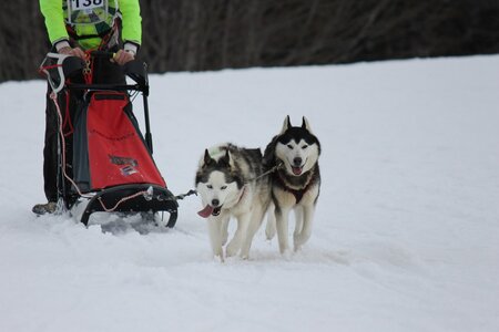 Course de chiens de traineau La Pesse 2013, IMG_2099  Copier 