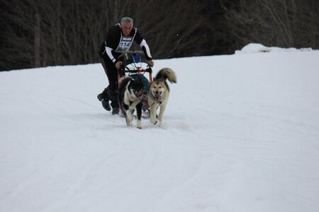 Course de chiens de traineau La Pesse 2013, IMG_2106  Copier 