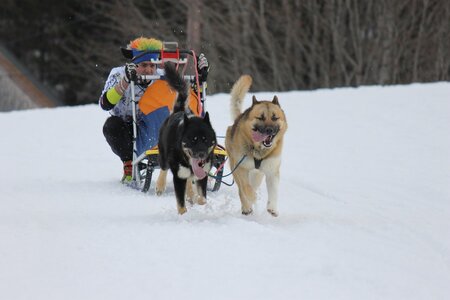 Course de chiens de traineau La Pesse 2013, IMG_2114  Copier 