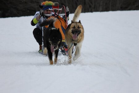 Course de chiens de traineau La Pesse 2013, IMG_2115  Copier 