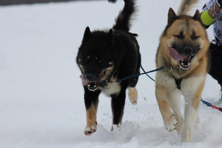 Course de chiens de traineau La Pesse 2013, IMG_2118  Copier 