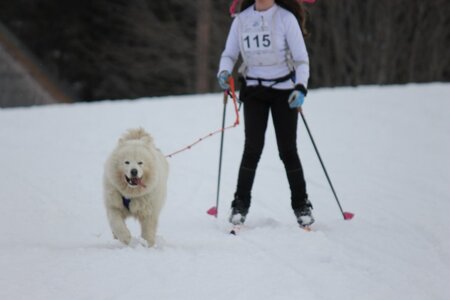 Course de chiens de traineau La Pesse 2013, IMG_2123  Copier 