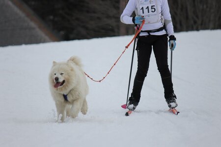 Course de chiens de traineau La Pesse 2013, IMG_2124  Copier 