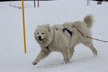 Course de chiens de traineau La Pesse 2013, IMG_2127  Copier 