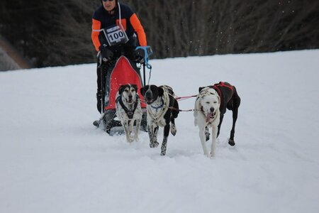 Course de chiens de traineau La Pesse 2013, IMG_2133  Copier 