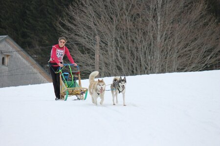 Course de chiens de traineau La Pesse 2013, IMG_2139  Copier 