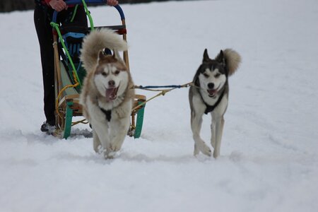 Course de chiens de traineau La Pesse 2013, IMG_2141  Copier 